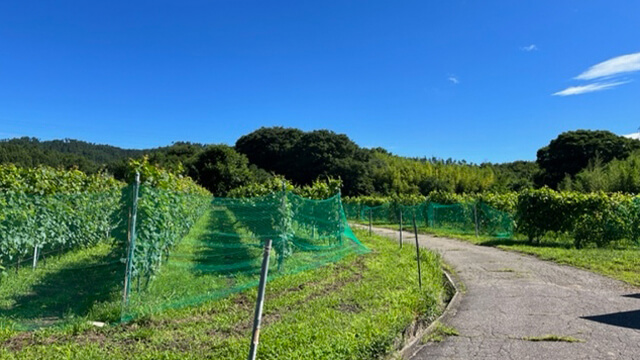 生田圃場